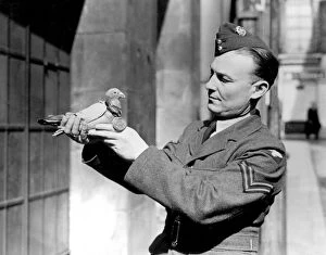 Animals Collection: Royal Blue the Kings racing pigeon and first carrier of the war