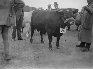 Animal Prints: The Royal Counties Show at Salisbury