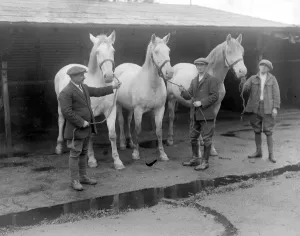 The Royal Creams at Arborfield Remount Deport Kaiserin, Margaret and Union. 6 October