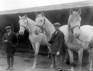Horses Prints: The Royal Creams at Arborfield Remount Deport Kaiserin, Margaret and Union. 6 October