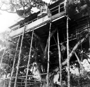 Royal Visitors to Stay at Treetops House The famous Treetops House where Princess Elizabeth