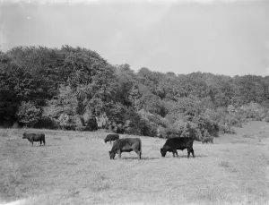 Wood Prints: A rural scene of grazing cows. 1936