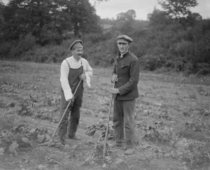 Romanov Prints: Two Russian Princes are among a party of refugees engaged in Agricultural work at Headley