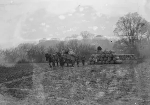 Sacks of surplus hops, which will be used as manure, stacked on to a horse and cart