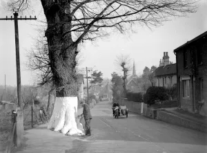 Safety White Tree (Eynesford) [Eynsford] 1934