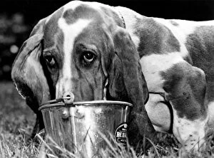 Quirky Collection: Sam the Basset treats his torrid tongue to a refreshing dousing in a bucket of water