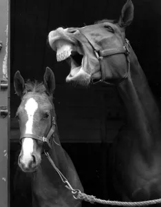 Teeth Prints: Say Cheese Hunter Mare Ballymacegan puts on her smile for the camera Miss Macegan