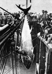Fishing Prints: Scarborough offers sport to big game anglers landing 9ft tunny, new to the North Sea