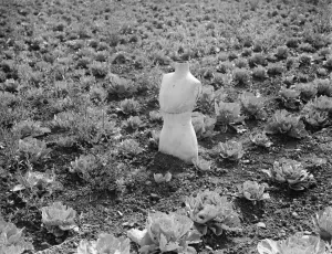 Scarecrow in a farmers field made from a dressmakers dummy in Swanley. 1938
