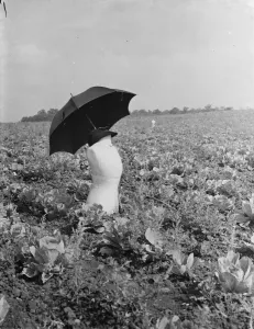 Eccentric Prints: Scarecrow in a farmers field made from a dressmakers dummy in Swanley. 1938