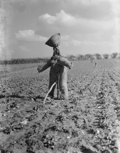 A scarecrow in a field. 1937