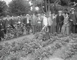 Pesticide Prints: Schoolchildren helping to spray allotment holders potatoes at Ewell 22 June 1917