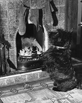 1940s Collection: Scottie dog guards the chimney on Christmas Eve. Lets hope he ll allow Santa