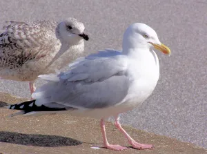 Birds Prints: Seagulls