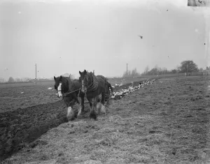 Seagulls swoop in to feast on the worms that have been surfaced by a farmer ploughing