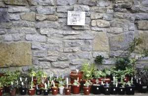 Gardens Prints: Selection of plants for sale in garden in front of old stone wall credit: Marie-Louise