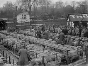 Business Prints: Sevenoaks Livestock Market. 1935