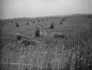 Cultivation Prints: Sheaves of corn. 1938