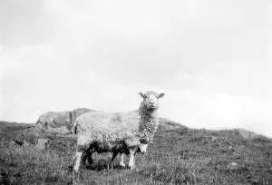 Sheep. 1933
