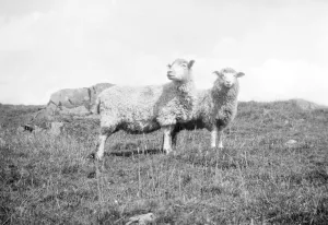 Framed Print : Sheep. 1933 Framed Print : Sheep. 1933
