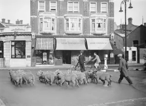 Urban Prints: Sheep. Early morning Bromley. 15 July 1937