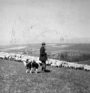 Farming Collection: Sheep farming on the Sussex Downs near Rottingdean 1946