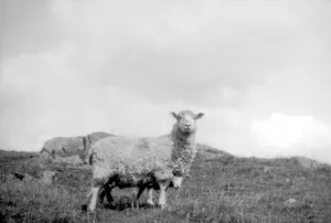 Sheep in a field