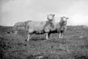 Sheep in a field