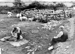 Flock Prints: Sheep being hand clipped in Wales