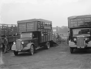 Sheep are being loaded up onto a Bedford lorry belonging to W James & Sons Horse