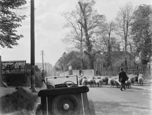 Sheep in road at Faversham. 1937
