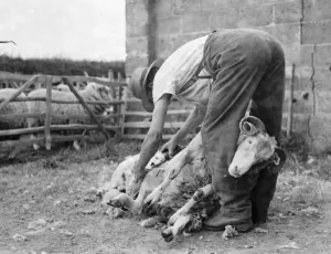 Monochrome Prints: Sheep sheering in Wrotham, Kent. The farmer uses his leg to pin down the ram. 1