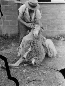 Wool Prints: Sheep sheering in Wrotham, Kent. The farmer uses his leg to pin down the ram. 1