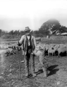 Farmer Prints: A shepherd with an old english sheep dog