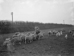 Flock Prints: A shepherd tends to his flock on a field in Eynsford, Kent. 1936