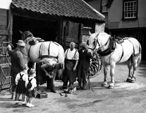 Shoeing farm greys at the force, Chipping Hill, Witham