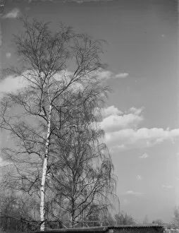Wood Collection: Silver birch trees in Sidcup, Kent. 1939