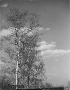 Wood Prints: Silver birch trees in Sidcup, Kent. 1939