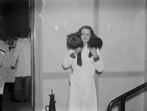 Eccentric Prints: Silver fox show. A girl exhibitor uses a live fox as a fur. 14 November 1934