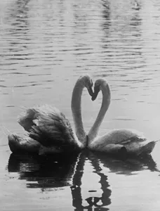 Animal Antic Prints: Two with a single heart! Graceful necks as swans do a little billing and cooing in