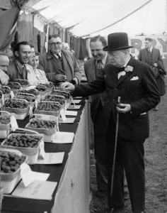 Politician Prints: Sir Winston Churchill at the Kent Cherry and Soft Fruit Show in July 1948 when he