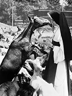 Sister Mary Anne appears just a triple nervous as one deer becomes excited about lunch
