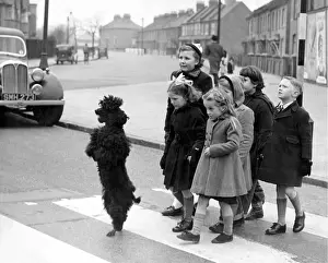 Skippy the poodle has remarkable road safety sense and escorts her charges across