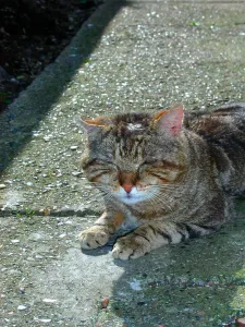 Sleeping tom-cat