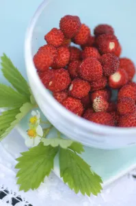 Shiny Prints: Small glass bowl of freshly gathered wild strawberries with flowers and leaves credit