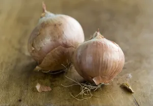 Natural Prints: Two whole small onions unpeeled on wooden board credit: Marie-Louise Avery / thePictureKitchen