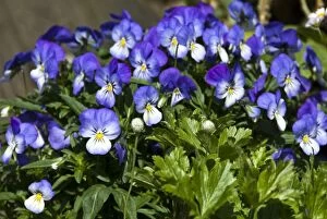 Flower Collection: Small pansies in container pot credit: Marie-Louise Avery / thePictureKitchen / TopFoto