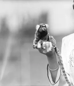 Animal Prints: Smallest marmoset in the world on a visit to London. Mrs J W Brown of London who