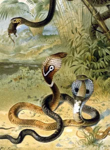 Snakes Cobras and a rat-snake. Chromolithograph by Smit, from the 1896 edition Snakes Cobras and a rat-snake. Chromolithograph by Smit, from the 1896 edition