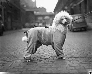 A snappy siren suit is worn for the English Shetland sheepdog club and poodle club s